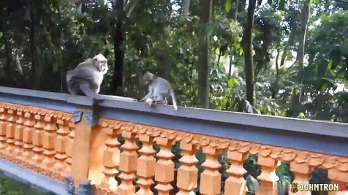 johntronx-daphne-klyde-monkey-temple-daphnes-selfie-video-2018-02-18-4181-cover.avif